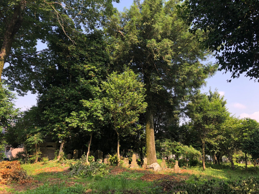 木の真下には江戸時代～明治初期に建てられたと思われるお墓が点在