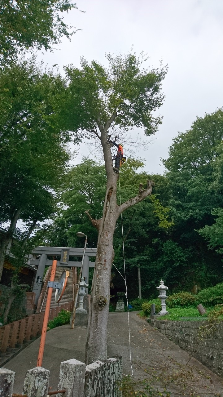 宇土市住吉町 住吉神社にて樹木の枝下ろしを行いました 株 山猿