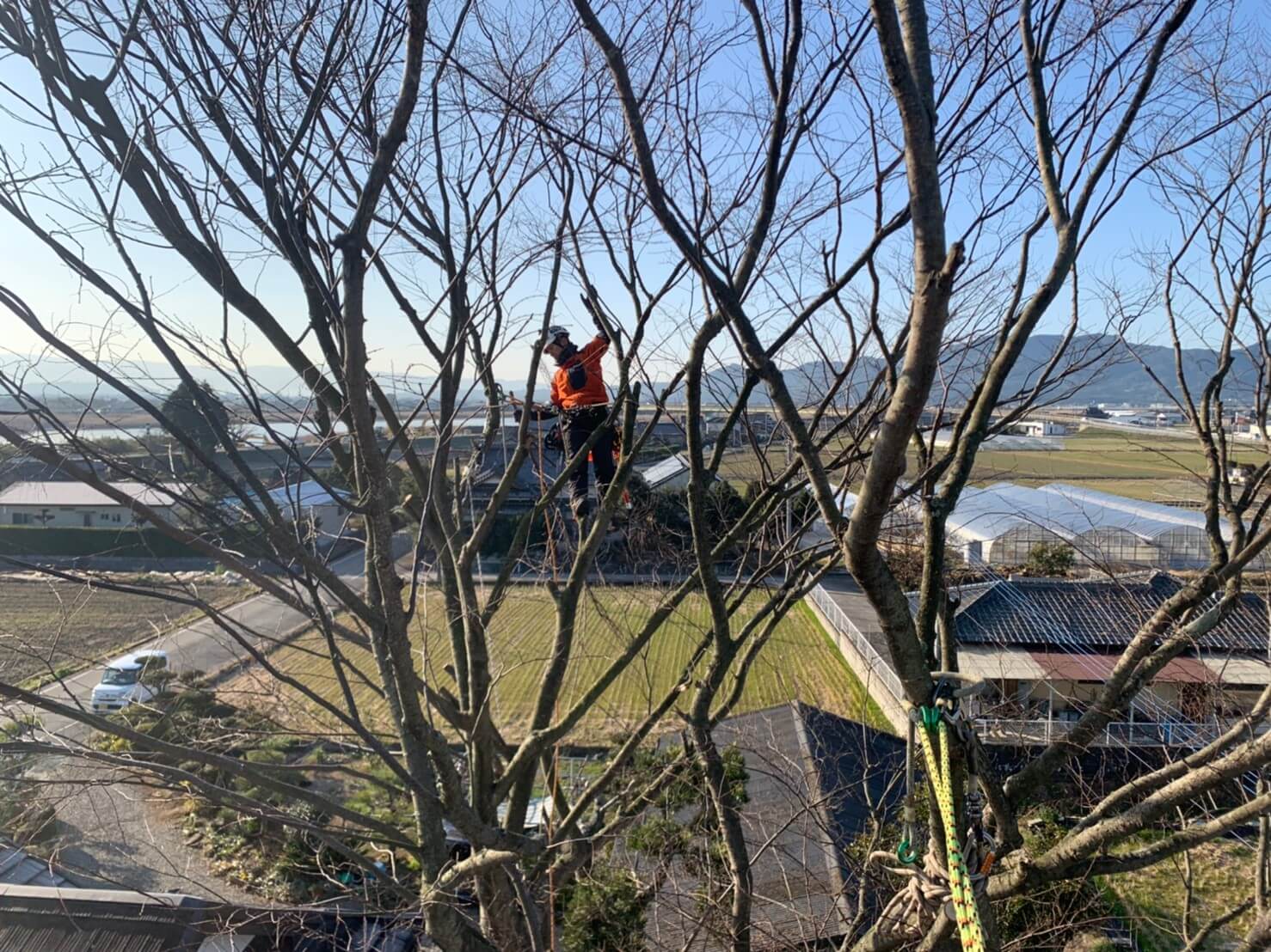 熊本市南区川口町 の大木剪定は山猿にお任せください 株 山猿