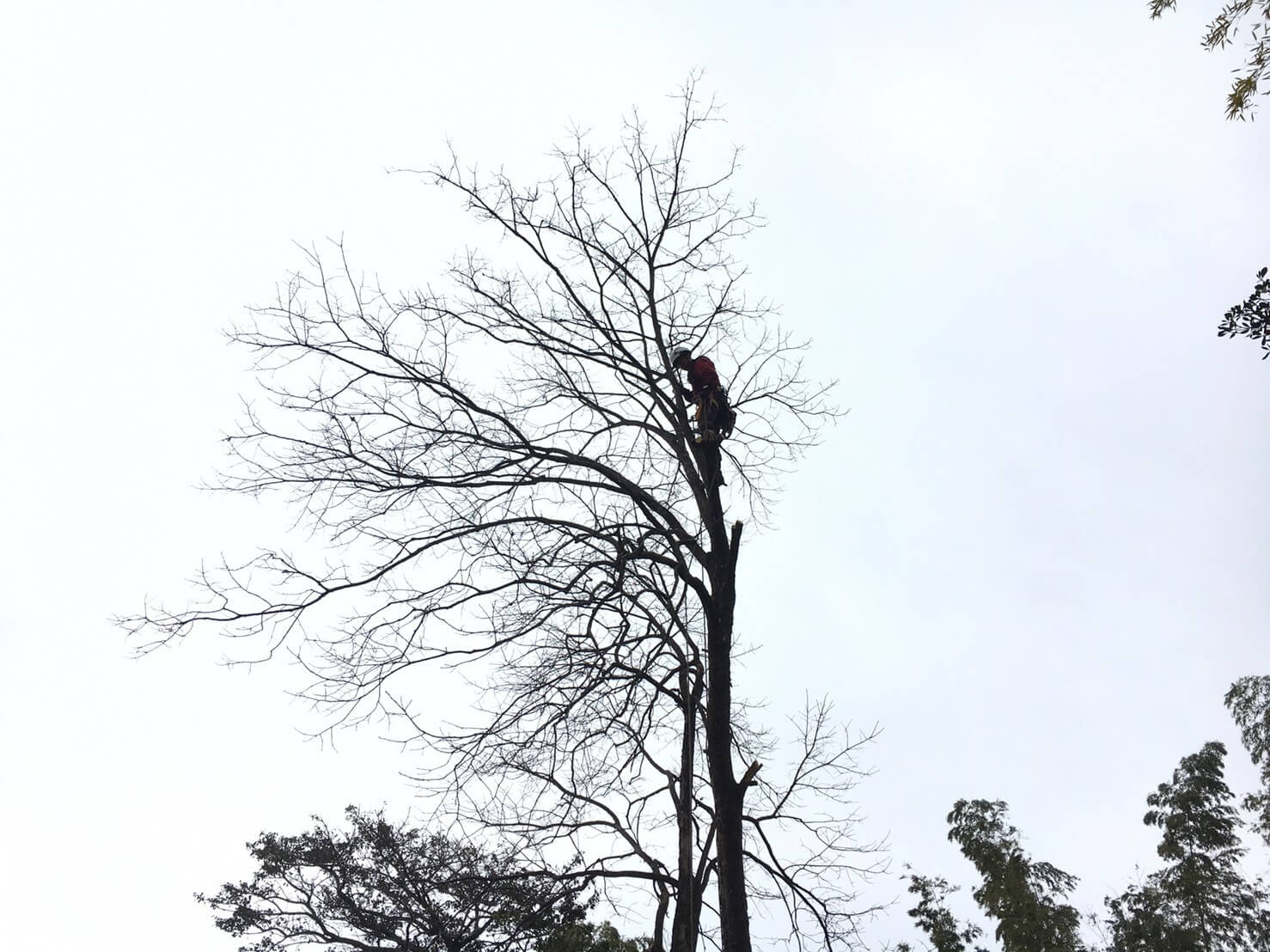 熊本市北区植木町 の特殊伐採は山猿にお任せください 株 山猿